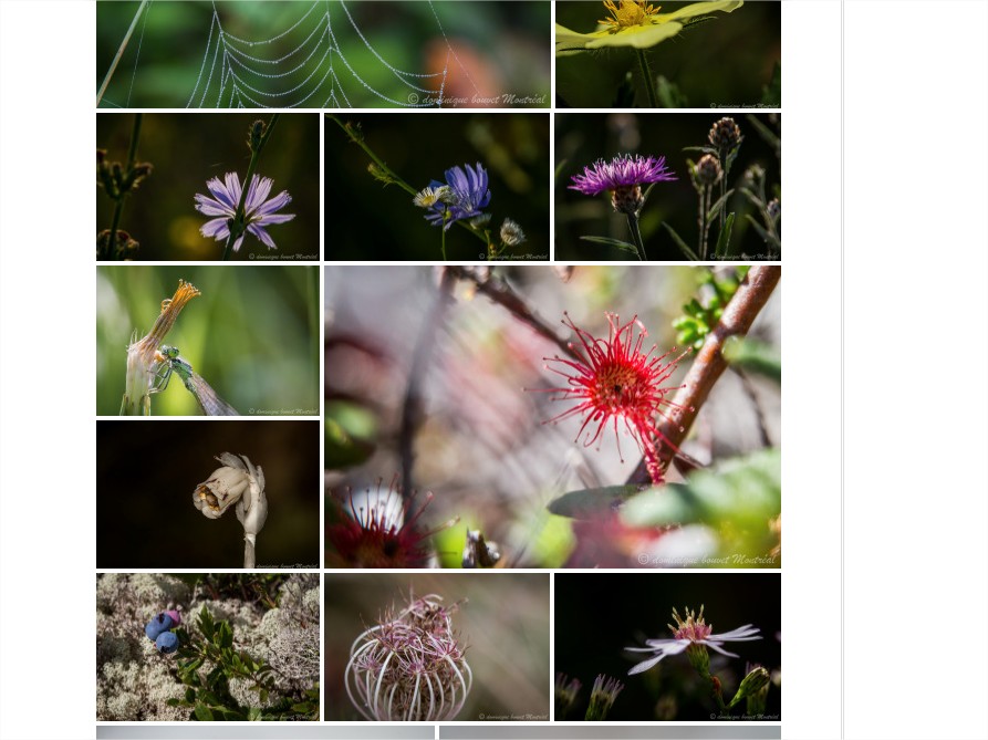 Du végétal  Fan2numérique - Google Chrome1