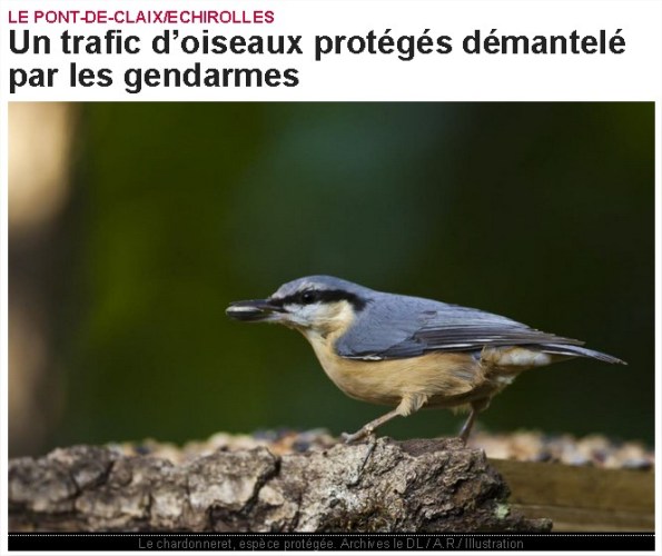 Isère-Sud  Un trafic d’oiseaux protégés démantelé par les gendarmes - Google Chrome