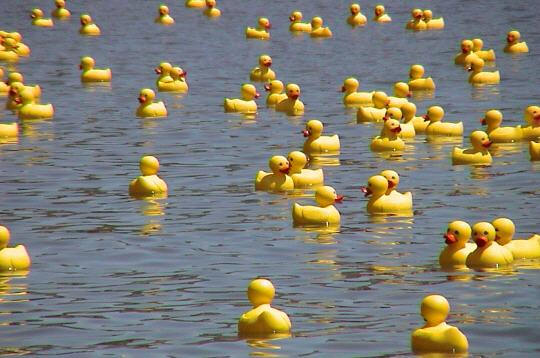 La-course-des-canards